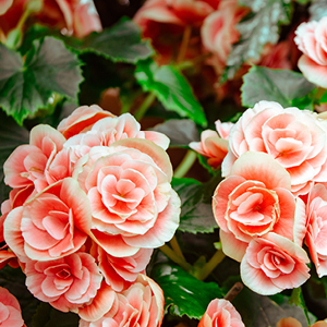 Pink Flowers