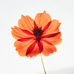 TisBest Orange Flower