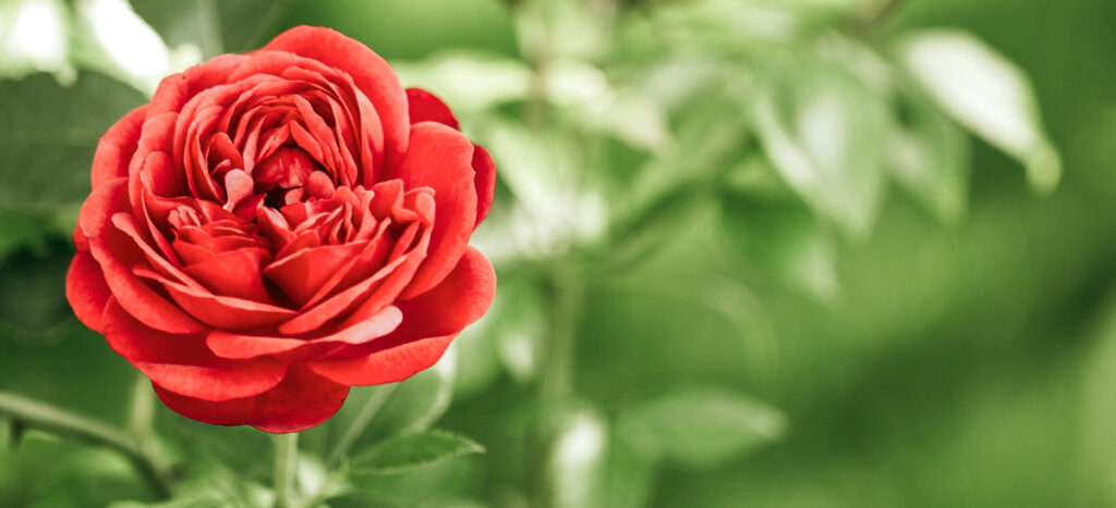 Random Acts of Kindness Red Flower