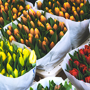 Tulip bouquets in orange, yellow and red