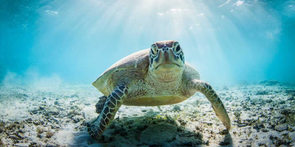 Supporting animal charities is a great way to help promote the welfare and protection of animals everywhere.